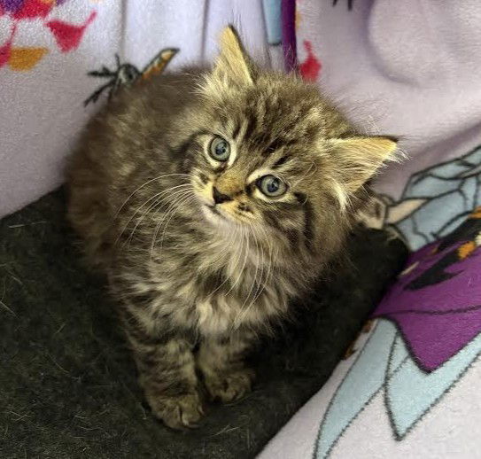 Nova