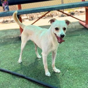 Marcos*, Adult Male Chihuahua