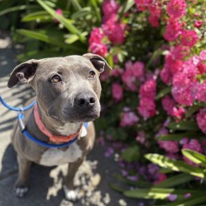 Honey, Adult Female Pit Bull Terrier