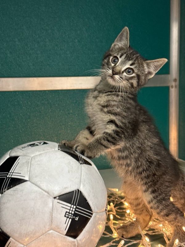 Ronaldo photo 1