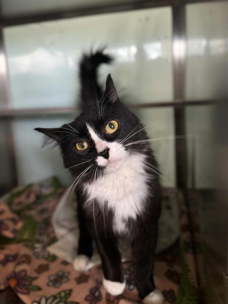 Meowgaret - At Petco