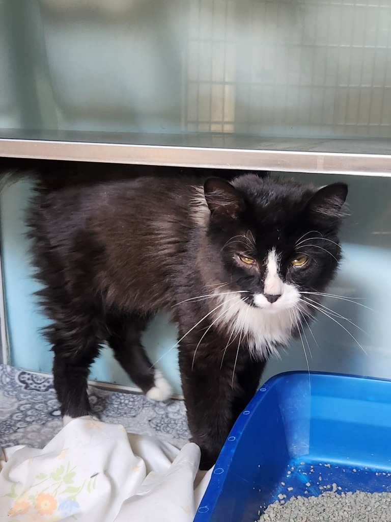 Meowgaret - At Petco