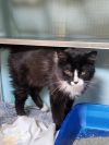 Meowgaret - At Petco photo 2