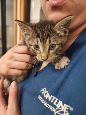Curtis, Baby Male Domestic Short Hair