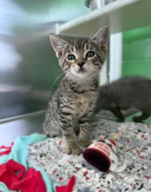 Doodie, Baby Male Domestic Short Hair