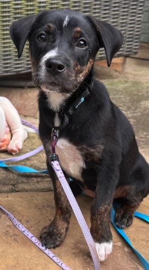 Duchess, Baby Female Terrier