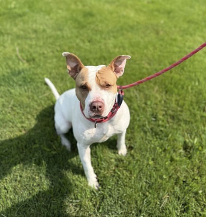 Queen, an adoptable Pit Bull Terrier, Mixed Breed in Harbor Springs, MI, 49740 | Photo Image 1
