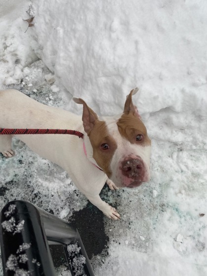 Queen, an adoptable Pit Bull Terrier, Mixed Breed in Harbor Springs, MI, 49740 | Photo Image 2