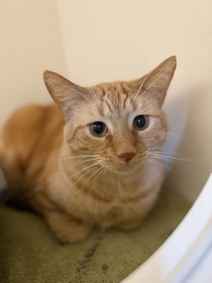 Diego, an adoptable Domestic Short Hair in Harbor Springs, MI, 49740 | Photo Image 1