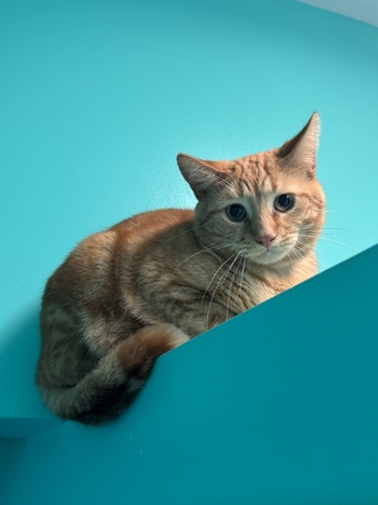 Diego, an adoptable Domestic Short Hair in Harbor Springs, MI, 49740 | Photo Image 2