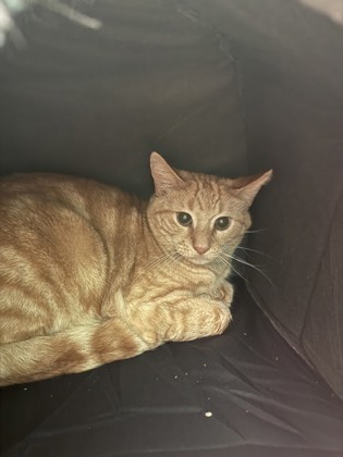 Diego