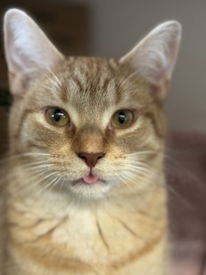 Mr. Fox, Adult Male Domestic Short Hair