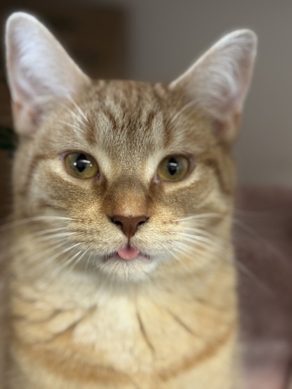 Mr. Fox, an adoptable Domestic Short Hair in Harbor Springs, MI, 49740 | Photo Image 1