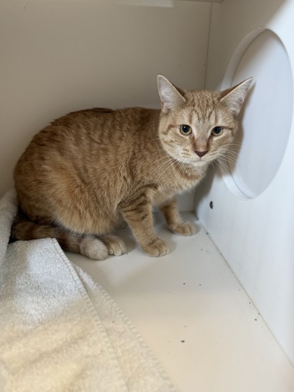 Mr. Fox, an adoptable Domestic Short Hair in Harbor Springs, MI, 49740 | Photo Image 2