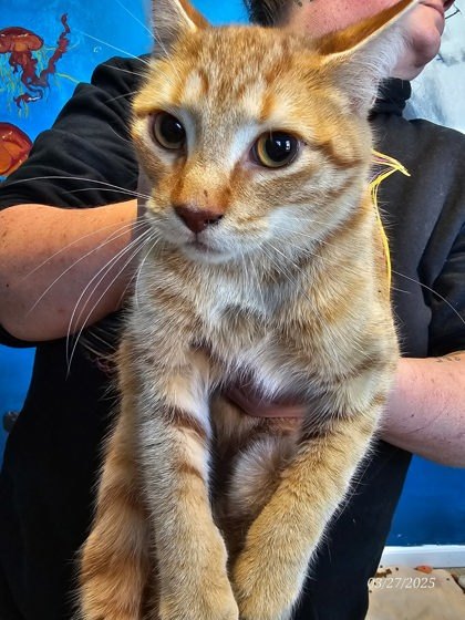 Mr. Fox, an adoptable Domestic Short Hair in Harbor Springs, MI, 49740 | Photo Image 3
