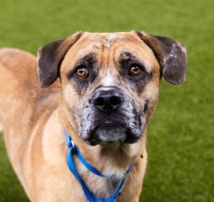 Spackle, Young Male Pit Bull Terrier