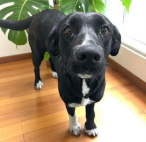 Peggy, Adult Female Shepherd
