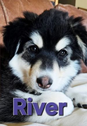 You can fill out an adoption application online on our official websiteRIVER is a sweet spitfire of