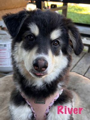 You can fill out an adoption application online on our official websiteRIVER is a sweet spitfire of