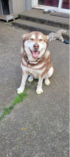 You can fill out an adoption application online on our official website Meet Bear Looking for a Lo