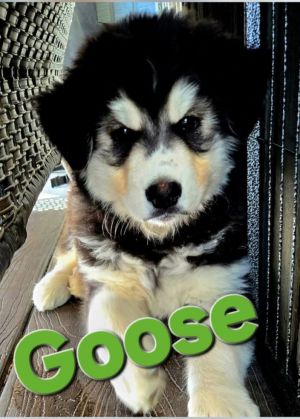You can fill out an adoption application online on our official website Goose is a sweet chubby bea