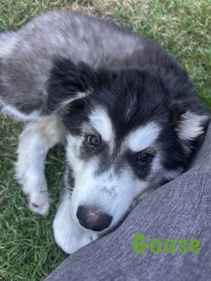 You can fill out an adoption application online on our official website Goose is a sweet chubby bea