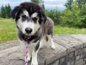 You can fill out an adoption application online on our official website Goose is a sweet chubby bea