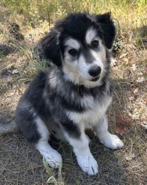 You can fill out an adoption application online on our official websiteSage is our big sweetheart g