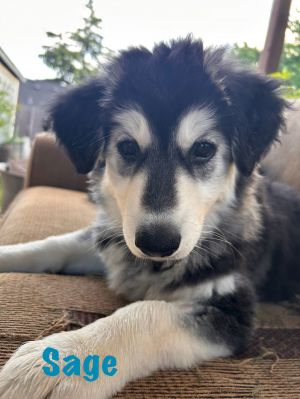You can fill out an adoption application online on our official websiteSage is our big sweetheart g