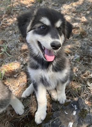 You can fill out an adoption application online on our official website Hawk or Hawky Boy as we c