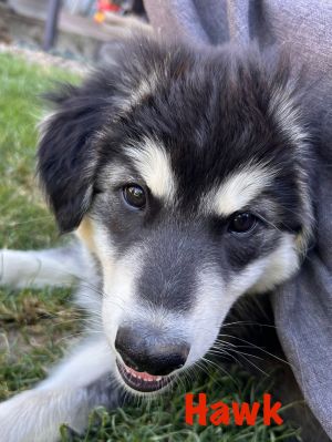 You can fill out an adoption application online on our official website Hawk or Hawky Boy as we c