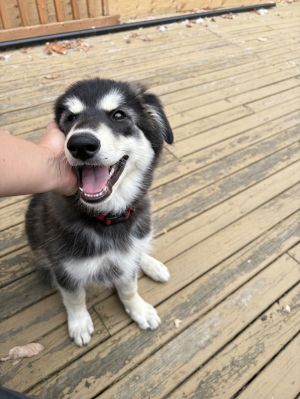 You can fill out an adoption application online on our official website Hawk is sweet and cuddly bu