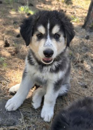 You can fill out an adoption application online on our official website Badger is our big boy and g