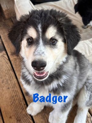 You can fill out an adoption application online on our official website Badger is our big boy and g
