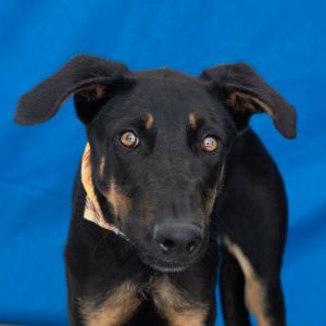 A5681898 Trap is a beautiful puppy that could be purebred This poor guy is underweight and ready fo
