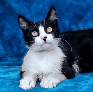 SALLY Domestic Medium Hair Cat