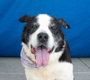 A5699590 Lola is a special golden girl with a heart to match She just needs a kind soul willing to