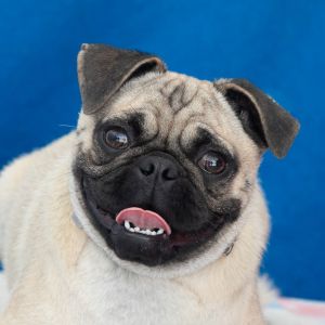 A5701262 Zoe Is the perfect Pug gets the zoomies then wants belly rubs and of course some treats 