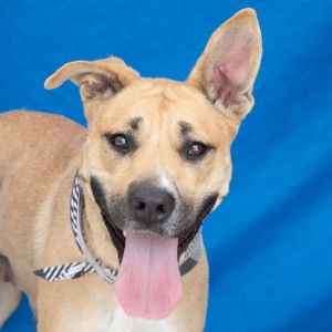 A5683666 Storm is a playful people focused pup She is really smart and ready t