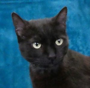 A5691392 Ruby is a pretty feline who arrived at the Baldwin Park Animal Care Center as a stray on A