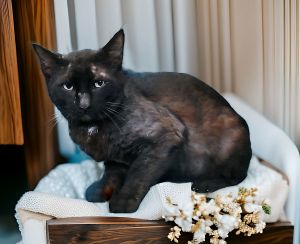 A5700437 Bon Jovi is a spectacular male feline who arrived at the Baldwin Park Animal Care Center a