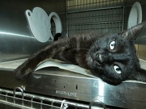 A5700437 Bon Jovi Bon Jovi came to the Care Center as a stray on May 17 He had