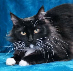 A5701203 Meet Espresso A large gorgeous female feline who arrived at the Bald
