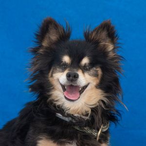 A56700497 Matthew OH MY GOODNESS meet Matthew the most adorable sweetest little
