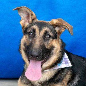 A5698843 Zoey Meet this gorgeous pup Zoey She is a clever zesty peppy spry 