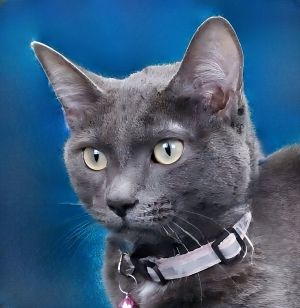 A5701205 Graycie is a beautiful feline who has been at the Baldwin Park Animal 