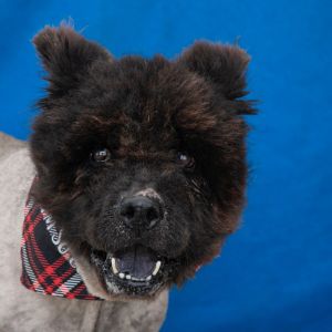 A5700911 Jet Black is a neutered male Chow Chow who is estimated to be 8 years old He exhibits a