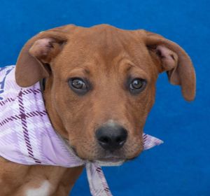 A5700652 Sesame is a spayed female Retriever mix who is estimated only at 14 we