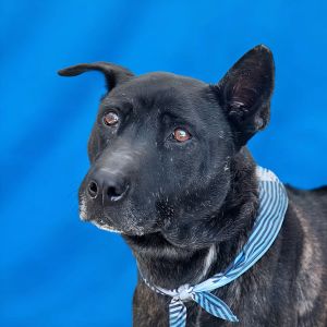A5697641 Meet Blacky  Blacky is a very sweet yet guarded soul One look at Blacky and you will see