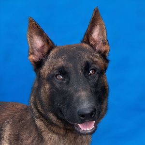 A56700041 Donnie is one super chill dude Laid back chillaxin- for a Belgian M